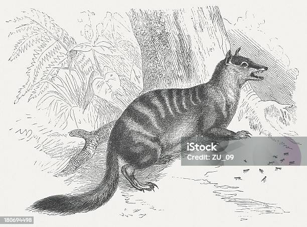 Numbat - オーストラリアのベクターアート素材や画像を多数ご用意 - オーストラリア, 人物なし, 写真