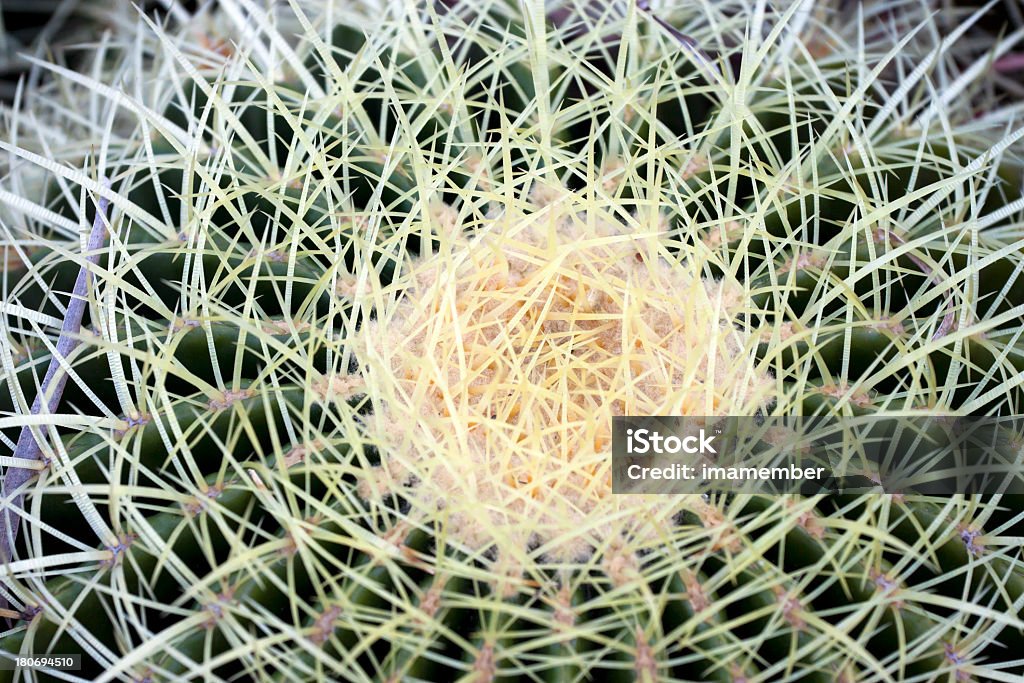 Gros plan de vue en contre-plongée de cactus doré avec crampons - Photo de Beauté de la nature libre de droits