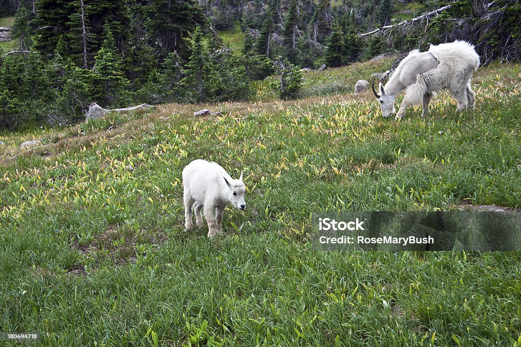 Mutter und baby Mountain Goat - Lizenzfrei Fotografie Stock-Foto