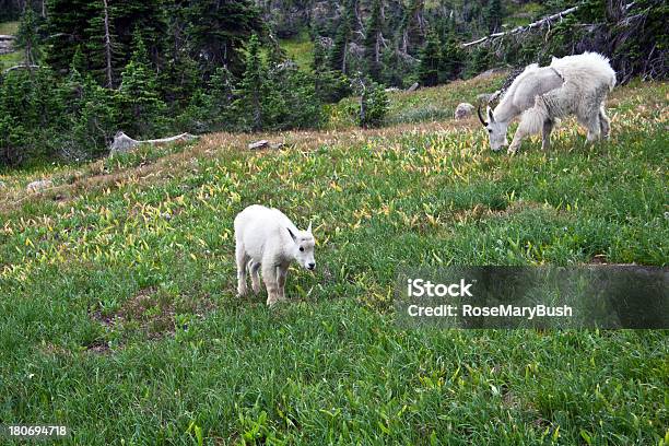 Mutter Und Baby Mountain Goat Stockfoto und mehr Bilder von Fotografie - Fotografie, Frühling, Füttern