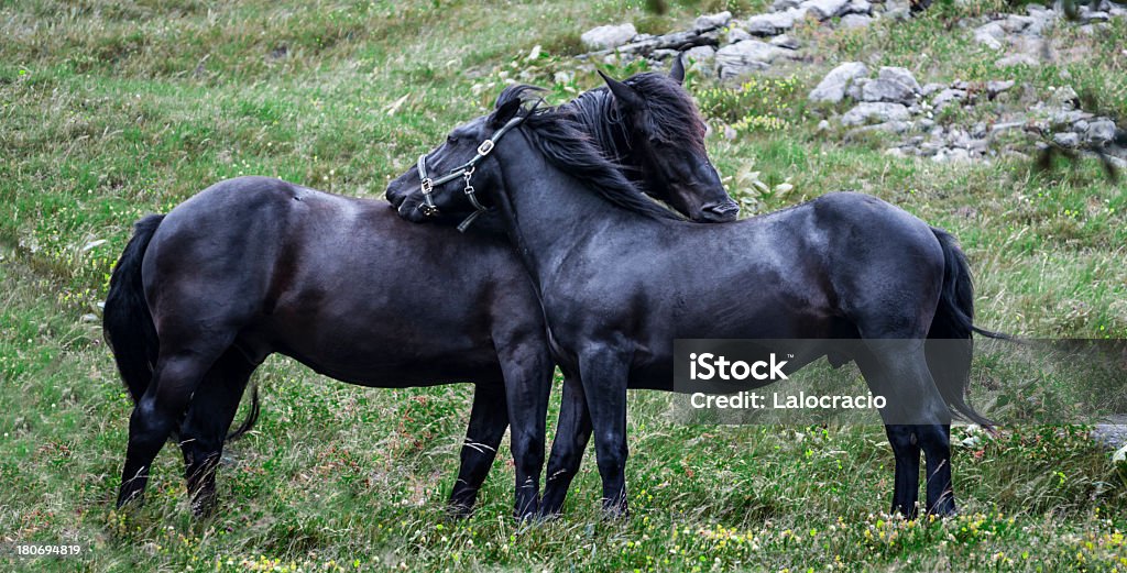 Cavalli nero - Foto stock royalty-free di Accoppiamento animale