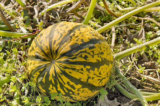 istock Pumpkin Squash in Farm Field 180694857