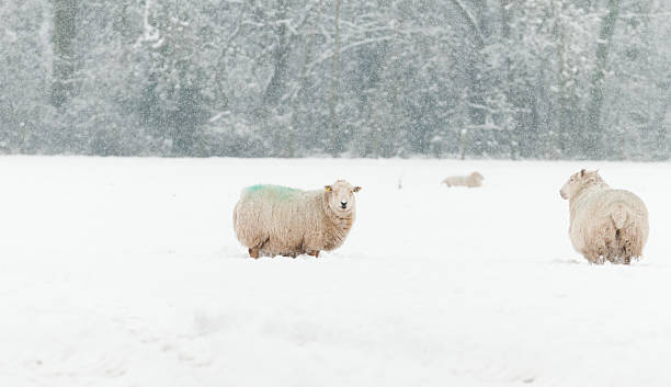 istock In need of a woolly jumper! 180694863
