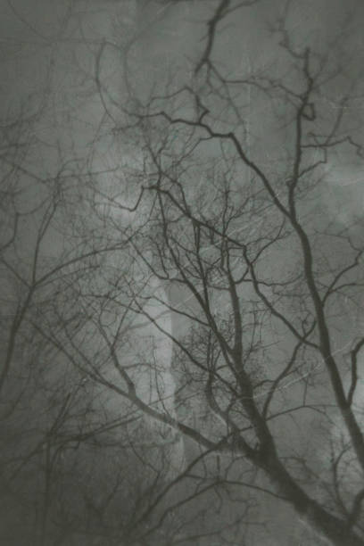 istock Black and White Walnut Tree after all leaves fell off 1806948679