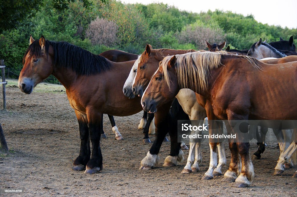 Di cavalli - Foto stock royalty-free di Aspettare