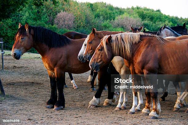 Di Cavalli - Fotografie stock e altre immagini di Aspettare - Aspettare, Bestiame, Calore - Concetto