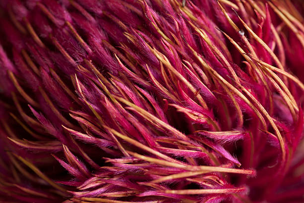 Abstract Australian Native Close up of a vibrant pink Australian native flower. telopea stock pictures, royalty-free photos & images