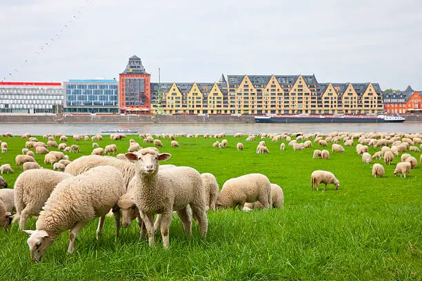 River Rhine with the Rheinauhafen and the Siebengebirge building in the background. A flock of sheep on the Poller Wiesen in front.