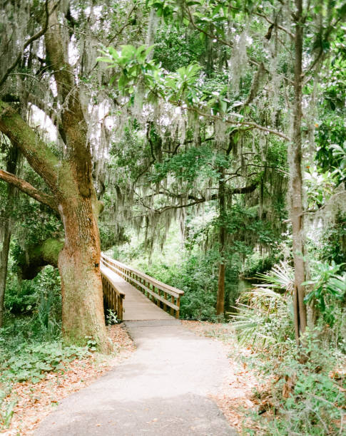 istock Spanish Moss covered trees in Beaufort South Carolinas 1806952316