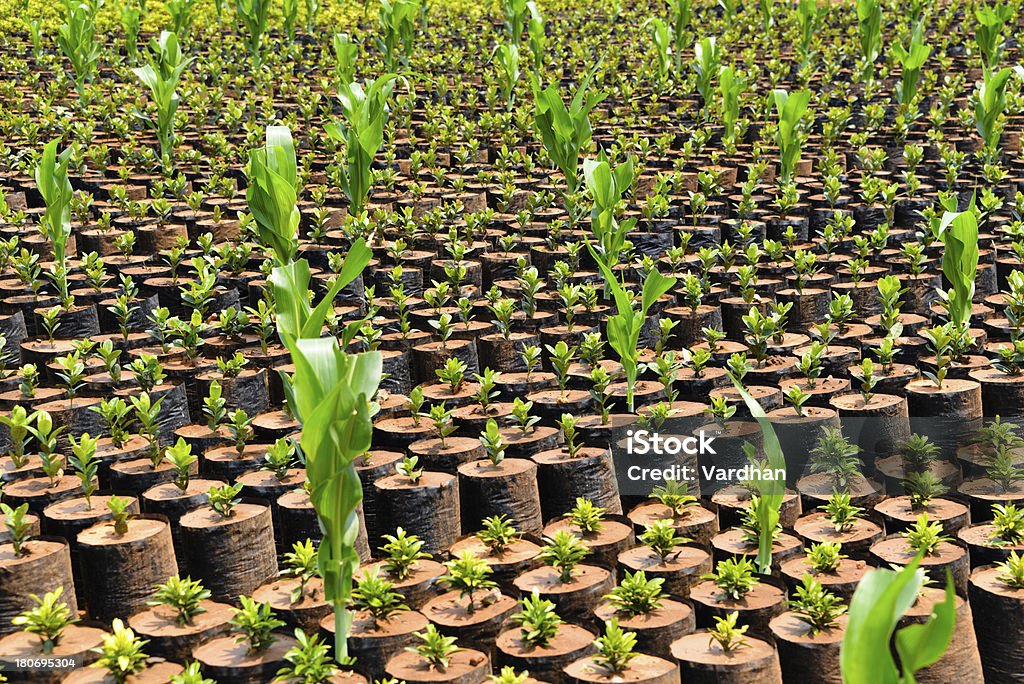 Giovane in una serra piante in vaso - Foto stock royalty-free di Botanica