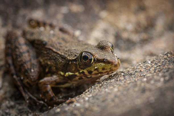 frog stock photo