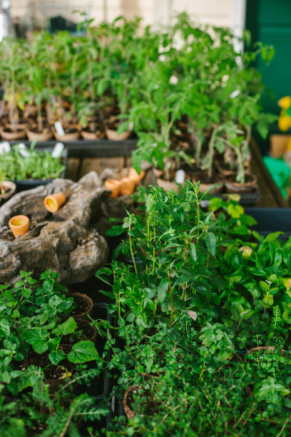 istock Starting the garden from seed 1806953953