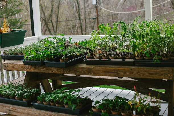 istock Starting the garden from seed 1806954030