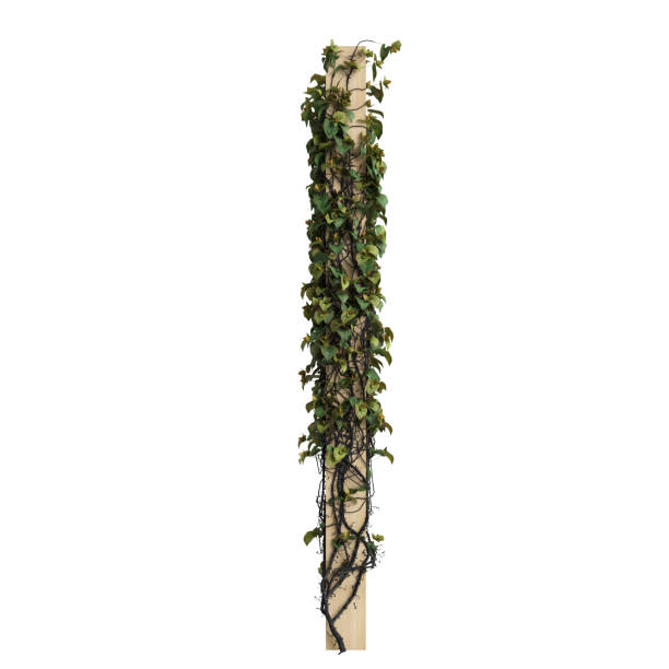 3d illustration of Crimson Glory Vine isolated on white background