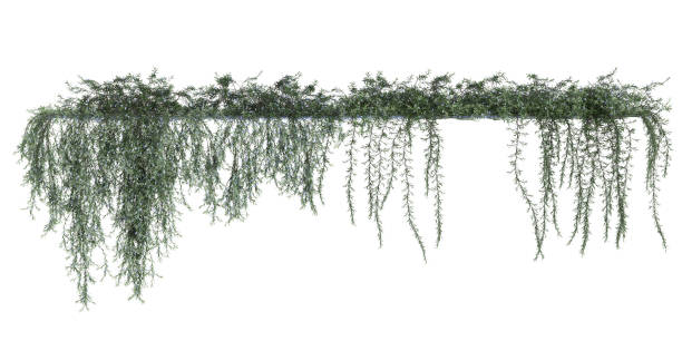 istock 3d illustration of Creeping Rosemary hanging isolated on white background 1806955729
