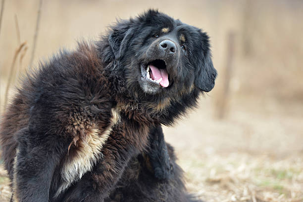 블랙 경견 - tibetan mastiff 뉴스 사진 이미지