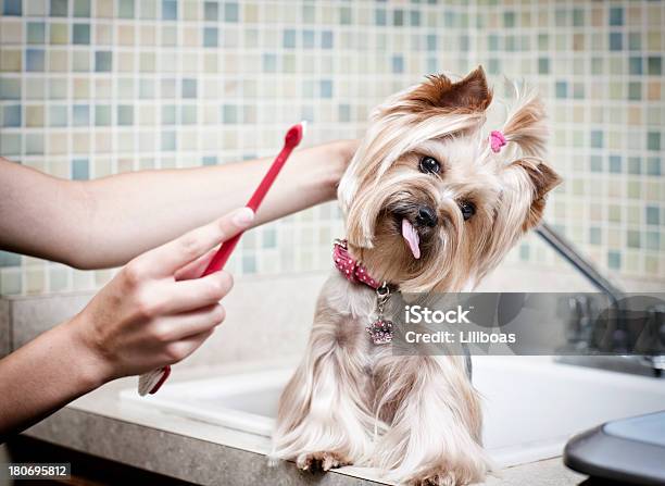 Psy Szczotkowanie Zębów - zdjęcia stockowe i więcej obrazów Pies - Pies, Szczoteczka do zębów, Pies pokojowy