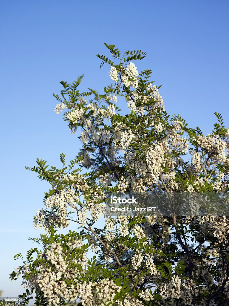 Kwitnące drzewa - Zbiór zdjęć royalty-free (Aspiracje)