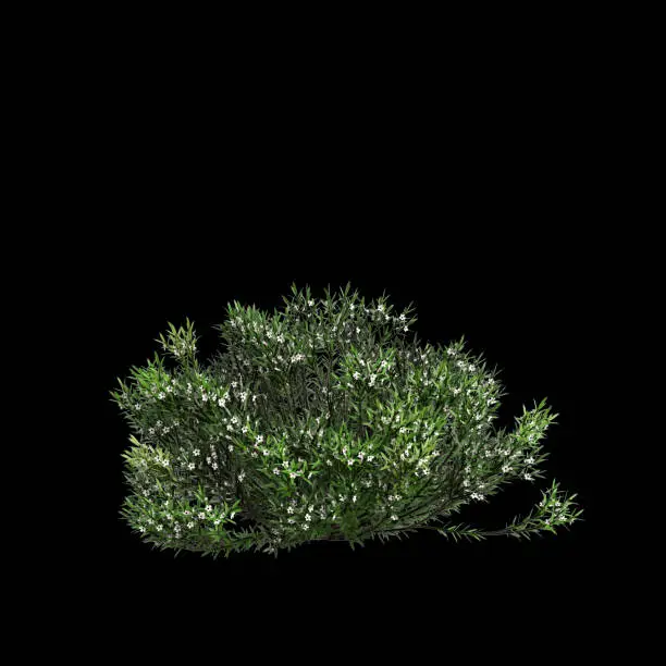 Photo of 3d illustration of Golden Diosma bush isolated on black background