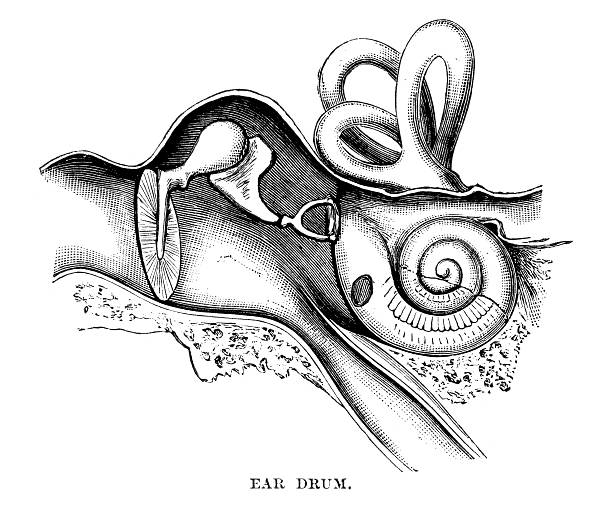 Ear Drum Vintage engraving of the ear drum crista ampullaris photos stock illustrations