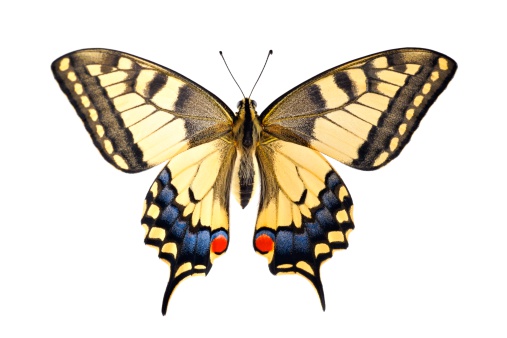 Old World Swallowtail (Papilio machaon) butterfly sobre un fondo blanco photo