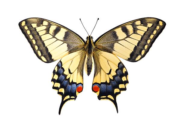 Old World Swallowtail (Papilio machaon) butterfly on a white background Old World Swallowtail (Papilio machaon) butterfly on a white background black and red butterfly stock pictures, royalty-free photos & images