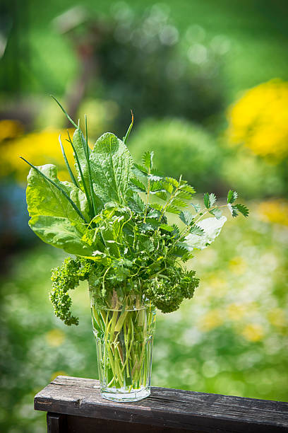 składniki frankfurter gruene sosse frankfurt - parsley chive sorrel borage zdjęcia i obrazy z banku zdjęć