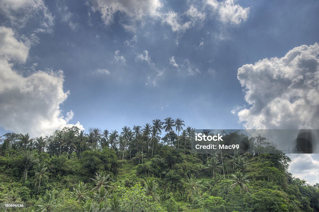 Matin dans la forêt tropicale - Photo de Arbre libre de droits
