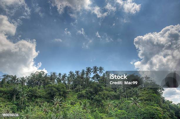 Photo libre de droit de Matin Dans La Forêt Tropicale banque d'images et plus d'images libres de droit de Arbre - Arbre, Asie, Aventure