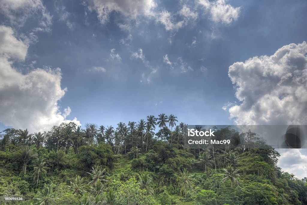 Mattina nella foresta pluviale tropicale - Foto stock royalty-free di Albero