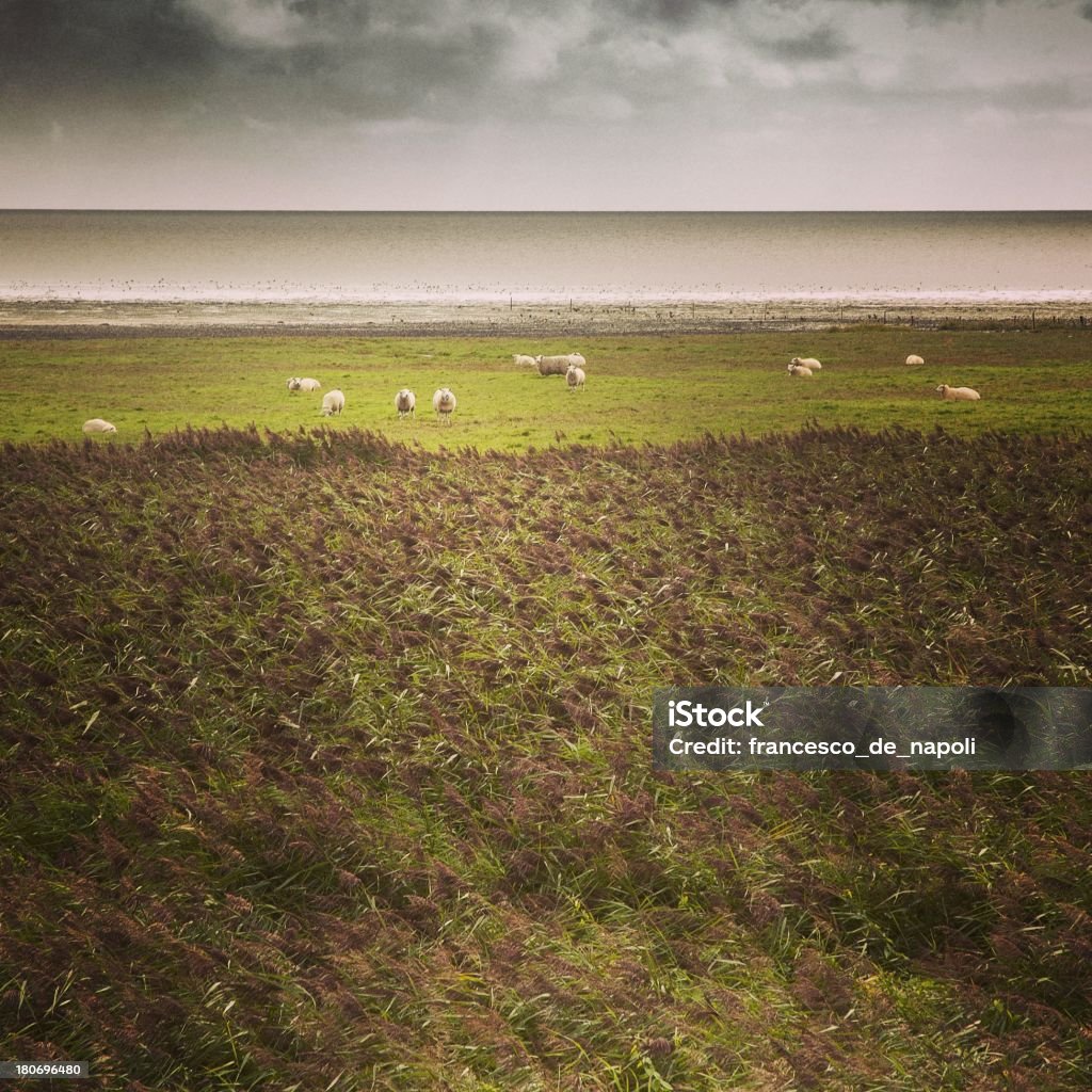 Danimarca, marsh, pecore e mare - Foto stock royalty-free di Acqua