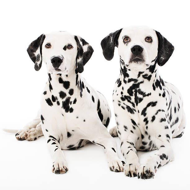 istock Portrait of a two purebred dalmatian 180696523