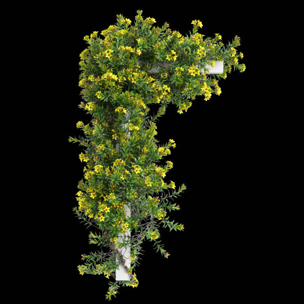 3d illustration of Allamanda Schottii creeper isolated on black background