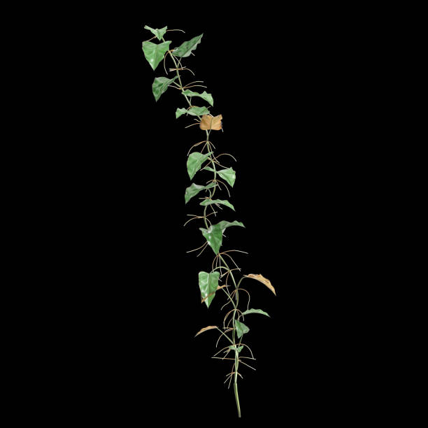 3d illustration of Philodendron Scandens creeper isolated on black background
