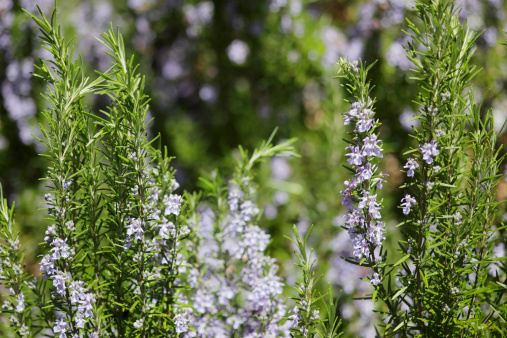 Close up of a colourful rosemary herb plant in full flower