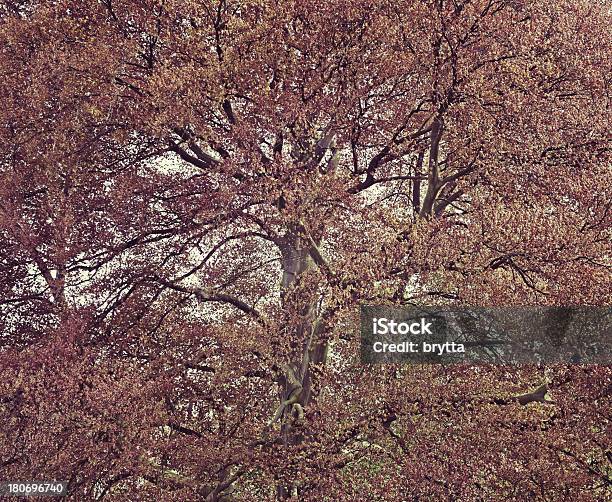 Faggio Rosso - Fotografie stock e altre immagini di Albero - Albero, Albero deciduo, Ambientazione esterna