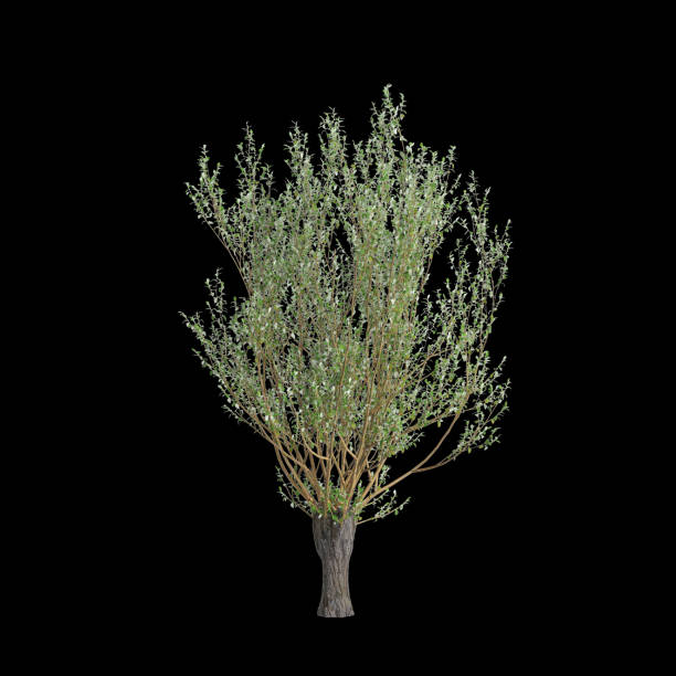 3d illustration of Salix caprea tree isolated black background