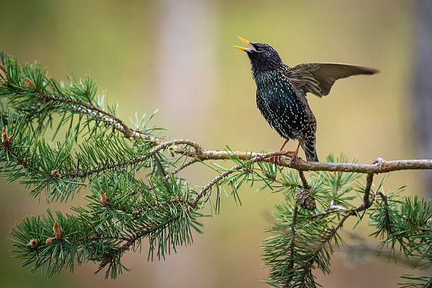 Starling stock photo