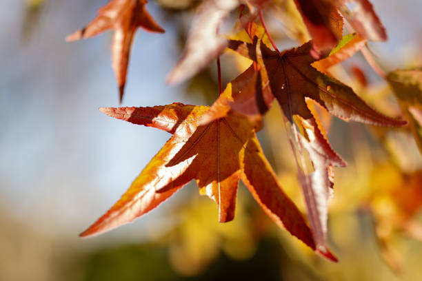 Overhead close up image of red orange leaves with shadows