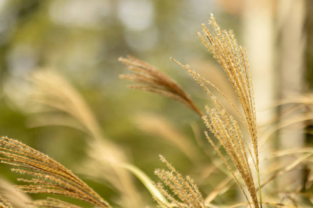 istock Golden Fountain Grass in the Sunlight 1806968334