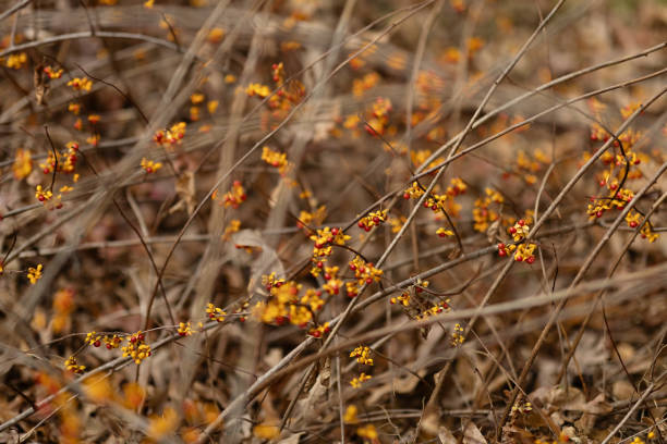 Detail image of sticks and red berries