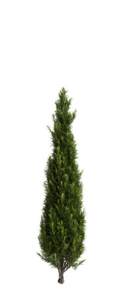 istock 3d illustration of Cupressus sempervirens tree isolated white background 1806969416