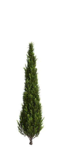 istock 3d illustration of Cupressus sempervirens tree isolated white background 1806969417