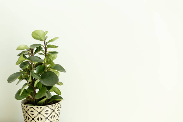 istock House plant against white wall creating negative space 1806969419