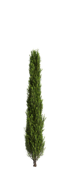 istock 3d illustration of Cupressus sempervirens tree isolated white background 1806969426