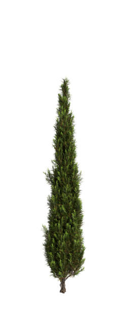 istock 3d illustration of Cupressus sempervirens tree isolated white background 1806969427