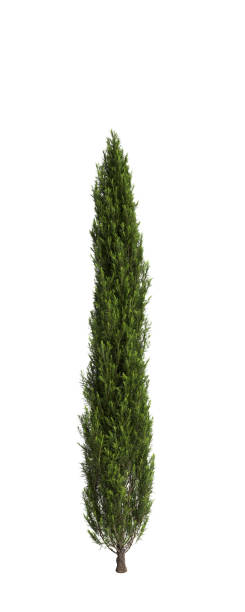 istock 3d illustration of Cupressus sempervirens tree isolated white background 1806969429