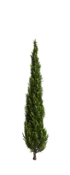 istock 3d illustration of Cupressus sempervirens tree isolated white background 1806969430