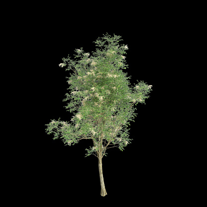 3d illustration of Fraxinus griffithii tree isolated on black background