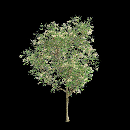 3d illustration of Fraxinus griffithii tree isolated on black background